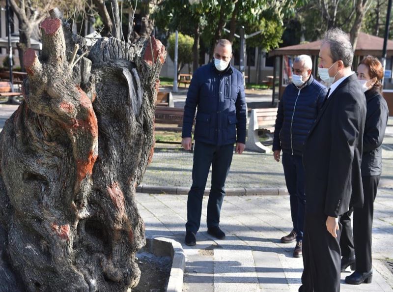 HANÇERLİ, TÜNEL  İNŞAATINDAN KURTARDIĞI ZEYTİN AĞAÇLARINI KOMŞU BELEDİYELERLE PAYLAŞTI
