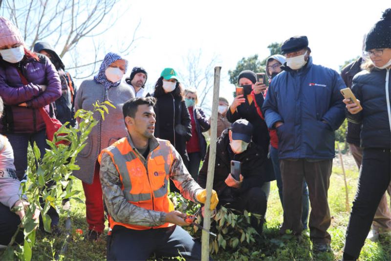 Büyükşehir’den üretime destek     Üreticiye uygulamalı ağaç budama ve aşılama eğitimi