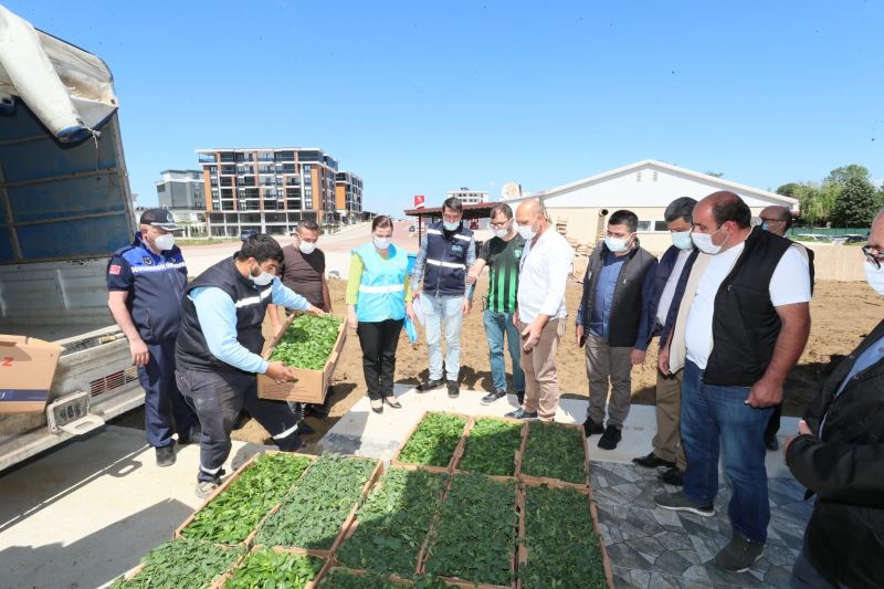 İZMİT BELEDİYESİ KÖYLERE BİNLERCE FİDE DESTEĞİ VERECEK