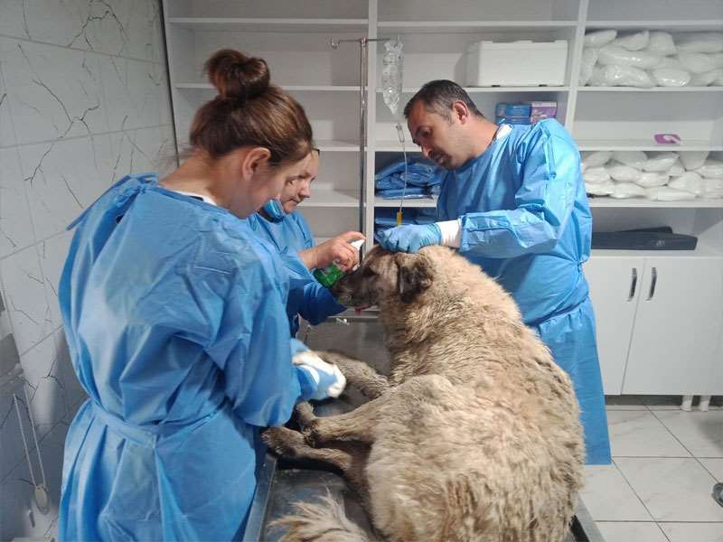 SULAMA KANALINA DÜŞEN KÖPEK KURTARILARAK TEDAVİ ALTINA ALINDI