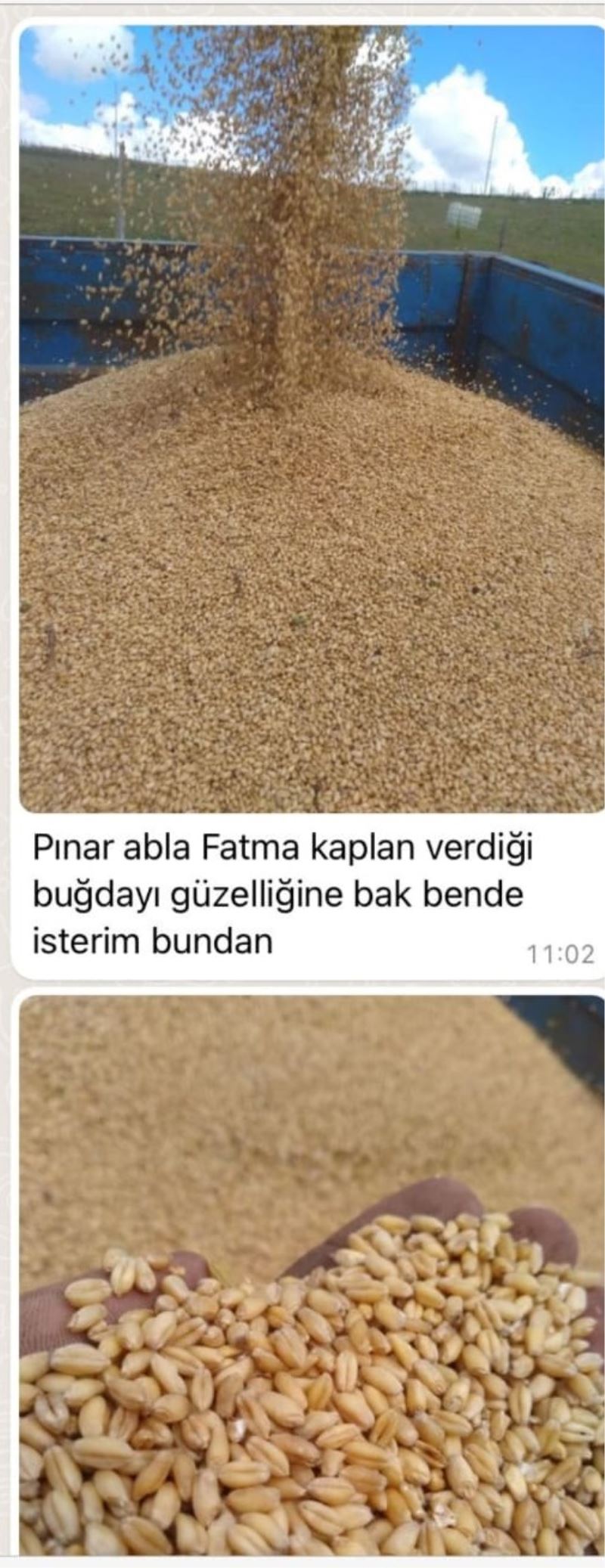 ÜRETİCİLER NUSRAT BUĞDAY TOHUMUNU ÇOK BEĞENDİ