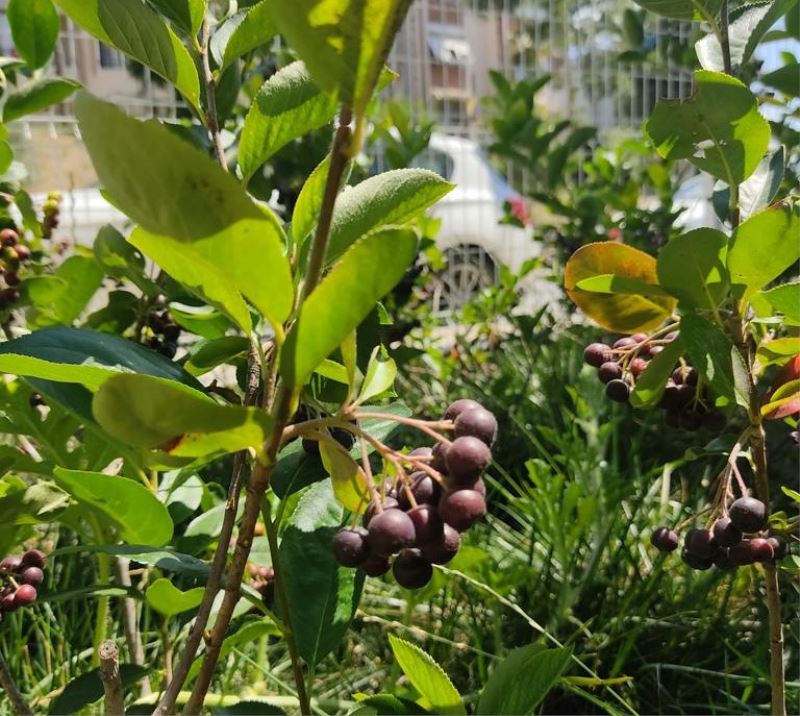 ALZHEİMER YAŞAM EVİ’NDE ‘SÜPER MEYVE’ ARONYA BEREKETİ
