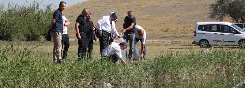 YEDİGÖLLERE 150 BİN ADET BALIK BIRAKILDI