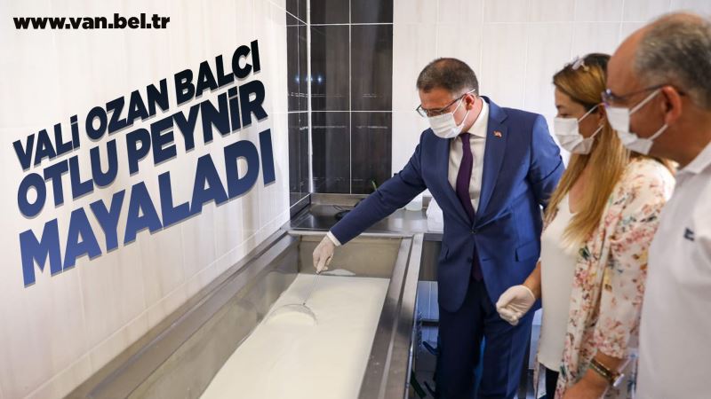 VALİ OZAN BALCI VAN OTLU PEYNİRİ MAYALADI