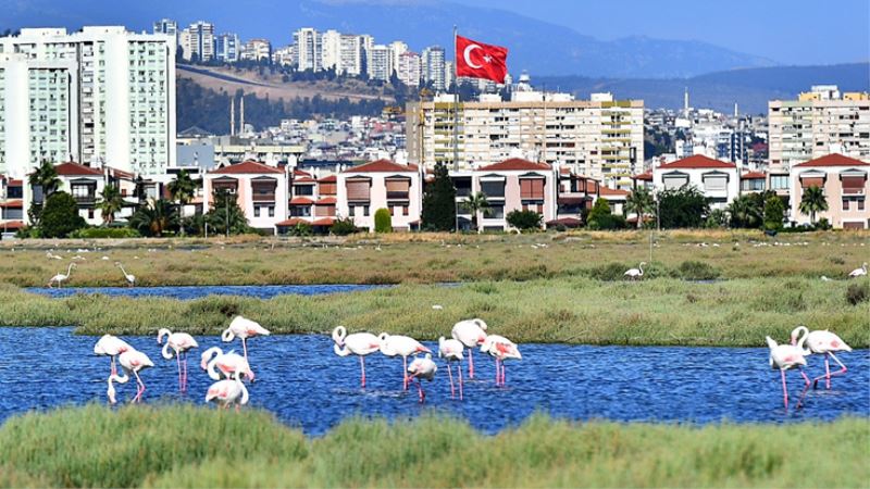 Flamingolar İzmirlileri büyülüyor