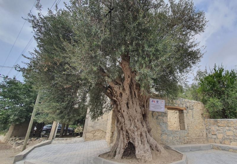 Büyükşehir Belediyesi, 820 Yıllık Anıt Ağacı Koruma Altına Aldı