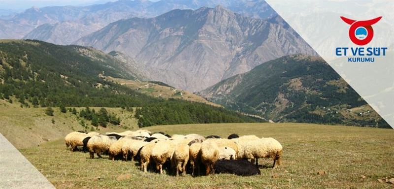 ESK: KUZU TOKLU ALIM FİYATI KİLOGRAM BAŞINA 90 LİRAYA ÇIKARILDI