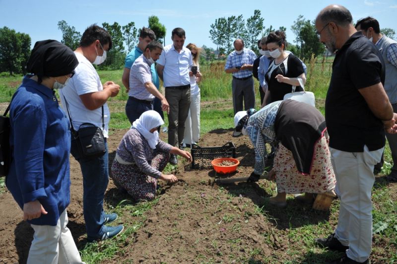 Samsun’da salep üretimi 17 ilçeye yayılacak