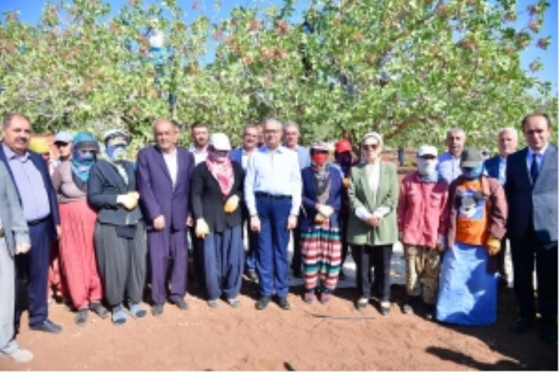 Vali Ali İhsan Su, işçilerle fıstık hasadı yaptı