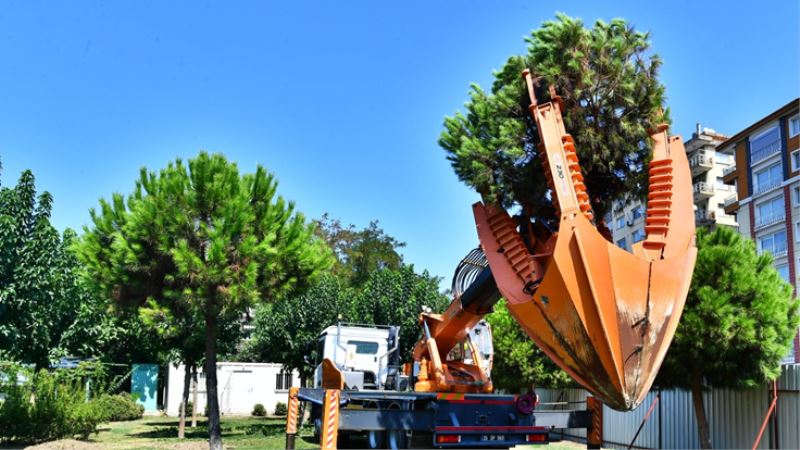 Ağaçlar taşınarak koruma altına alınıyor