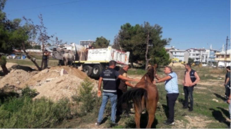 Başıboş Atlar Yakalandı