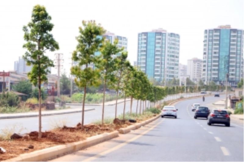 Abdulkadir Aksu Caddesi’ne 349 ağaç dikildi