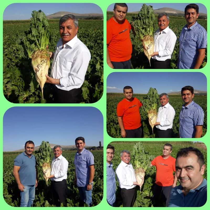 Pancarın Başkenti  Altıntaş