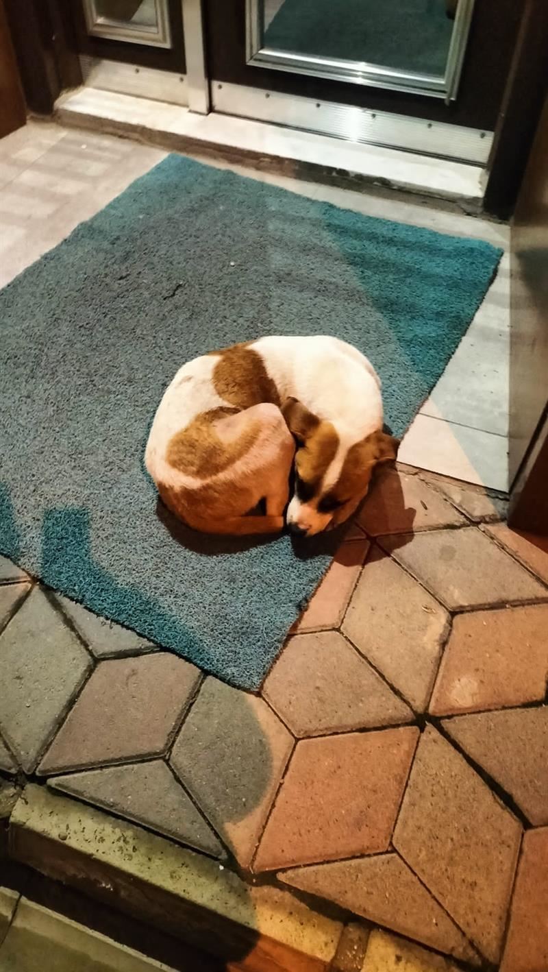 Belediyemizden Kuduz Aşısı Çalışması