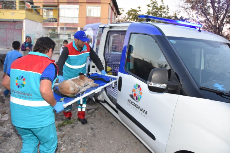 BAŞKAN ÇOLAKBAYRAKDAR; “KÜÇÜK DOSTLAR AMBULANSI 6 BİN 439 CAN KURTARDI”