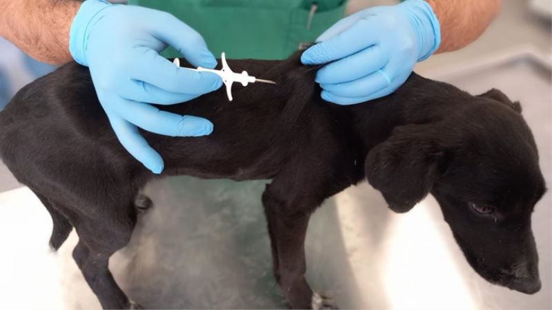 İzmir’de 32 bin sokak köpeğine mikroçip takıldı