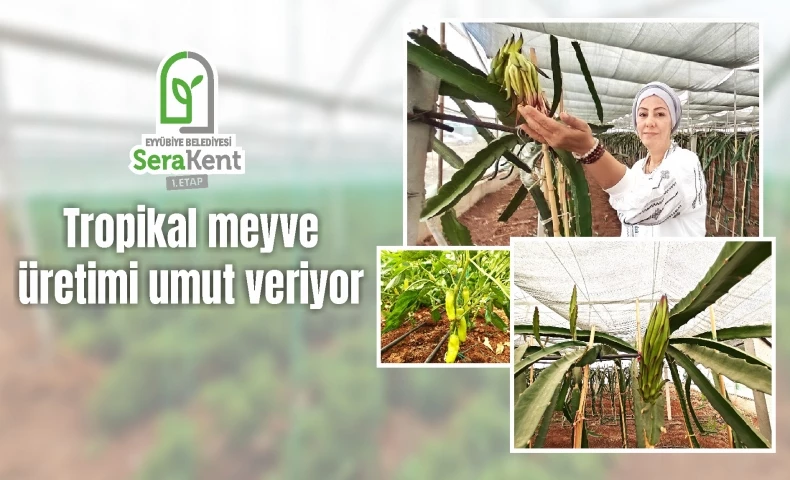 Eyyübiye Sera Kent Tropikal Meyvede Başarıya Ulaştı