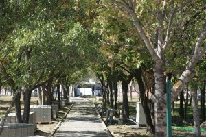 Erzincan Belediyesi Park ve Yaşam alanlarını arttırmak için tüm birimleri ile çalışıyor.