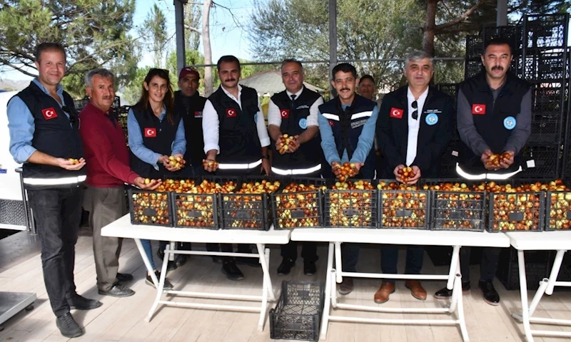 Demirci Söğütçük