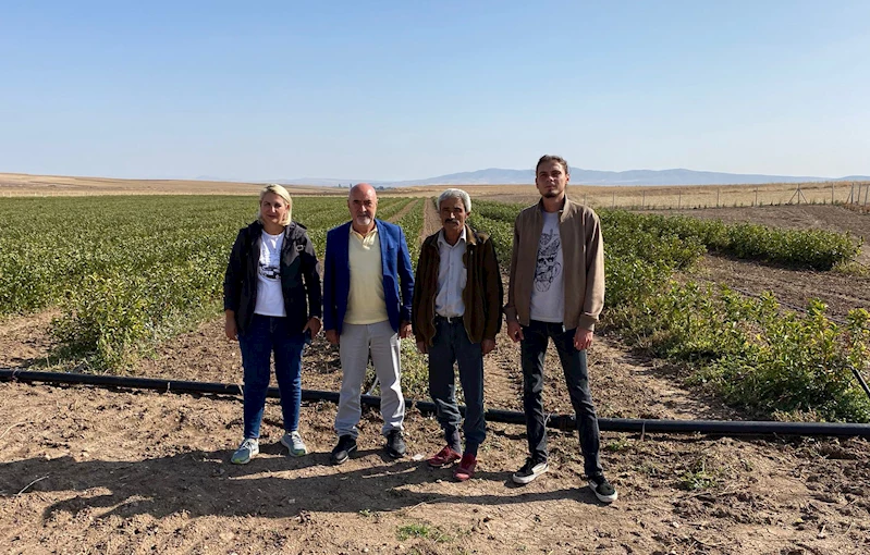 SÜPER MEYVE ARONYA TEPEBAŞI
