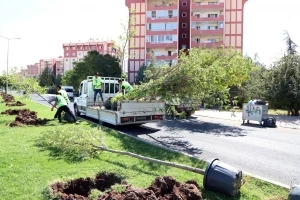 Pasur caddesi ağaçlandırıldı