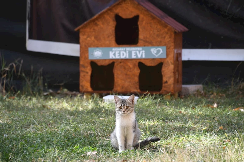 AKSARAY BELEDİYESİNİN KEDİ EVLERİ HAYVANSEVERLERDEN TAM NOT ALDI
