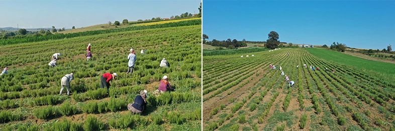 Tıbbi ve aromatik bitkilerin hasadı başladı