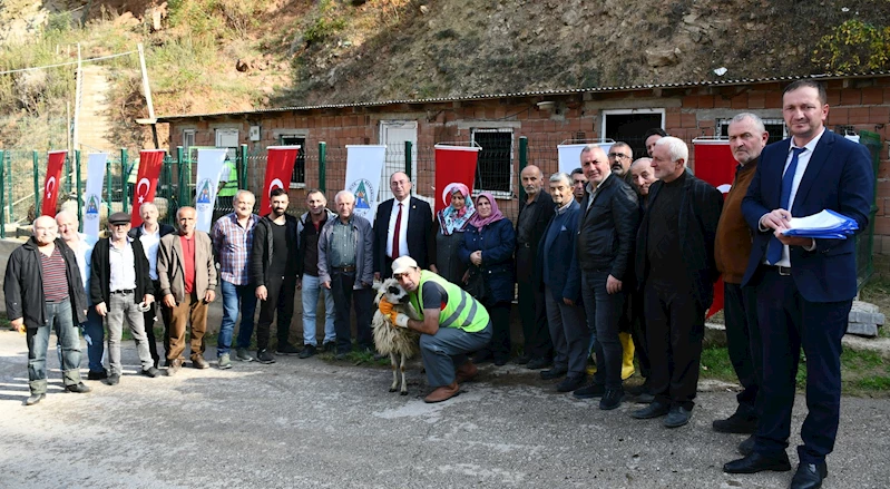 BİJİK KOYUNLARIMIZI ÜRETİCİYLE BULUŞTURDUK