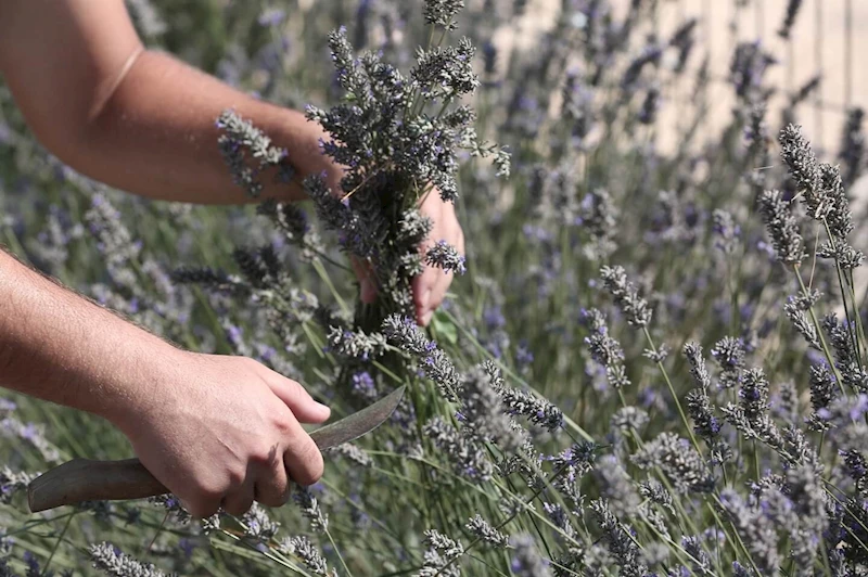 Tıbbi ve aromatik bitkilerin önemi ele alındı