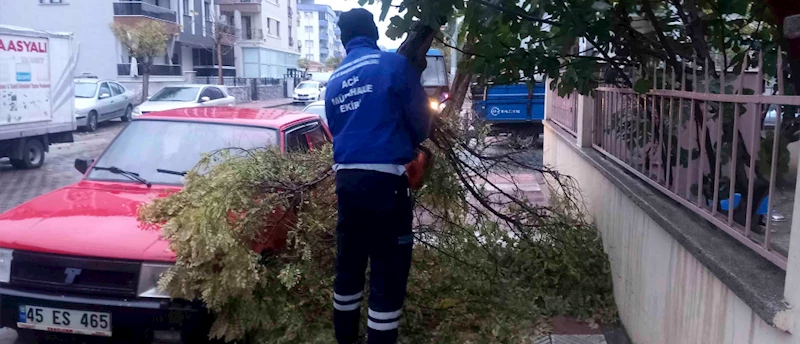 FIRTINADAN DOLAYI DEVRİLEN AĞAÇLAR KALDIRILDI