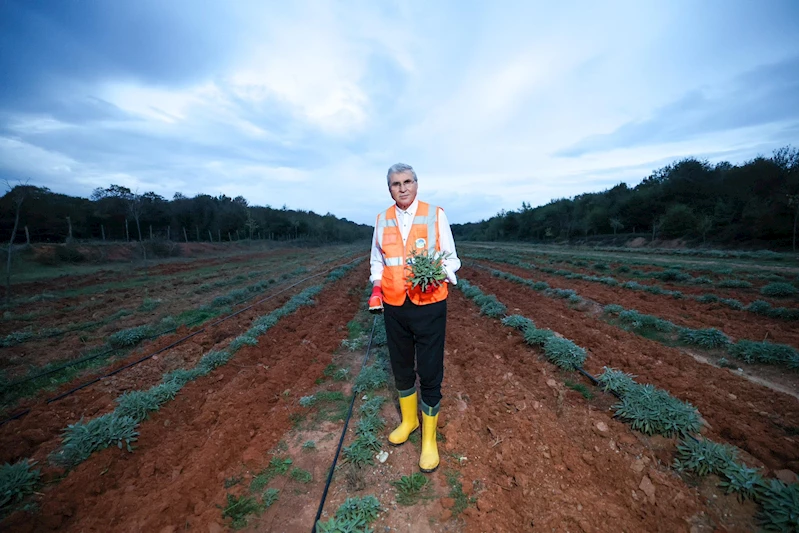 Botanik Vadi’de yılın ikinci adaçayı hasadı yapıldı; 6 ton adaçayı dünyaya ihraç ediliyor