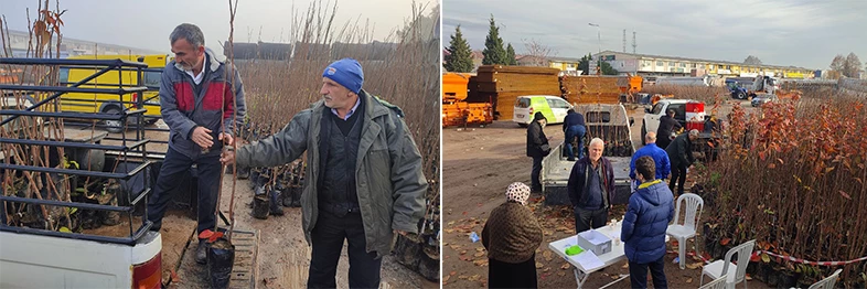 Büyükşehir’in yüzde 50 hibeli  meyve fidanı dağıtımı başladı