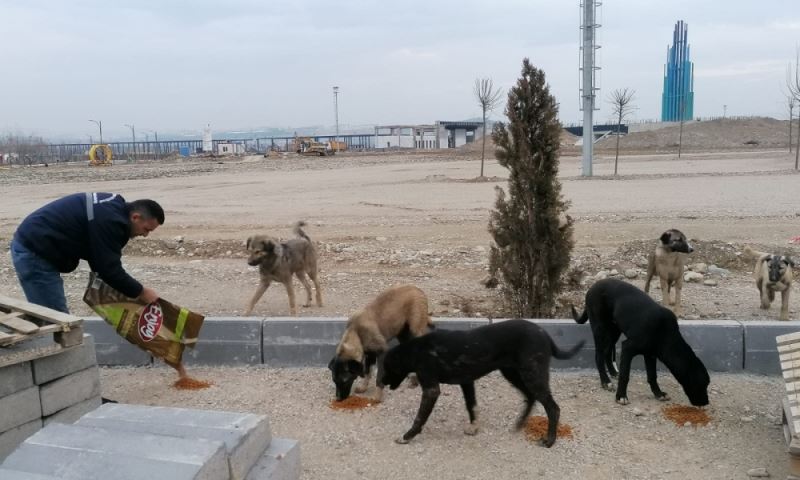 Deprem Bölgesindeki Can Dostlarımız İçin Mama Bırakılıyor