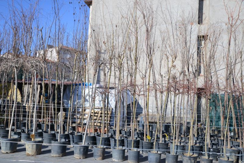 GÜLBAHÇE PEYZAJ VE ÇİÇEK SATIŞ EVİ’NDEKİ MEYVE FİDANLARI İLGİ GÖRÜYOR