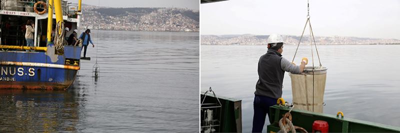 İzmit Körfezi’nde biyoçeşitliliğin tespiti