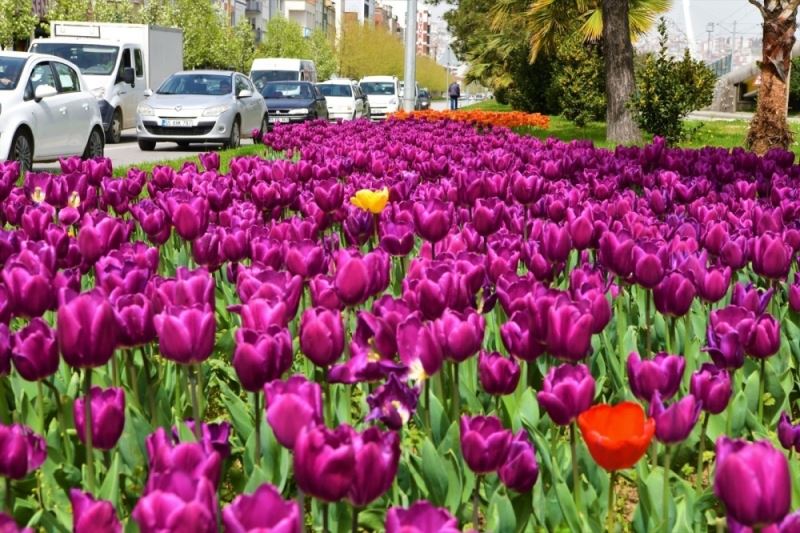 Samsun çiçek bahçesine dönüşecek
