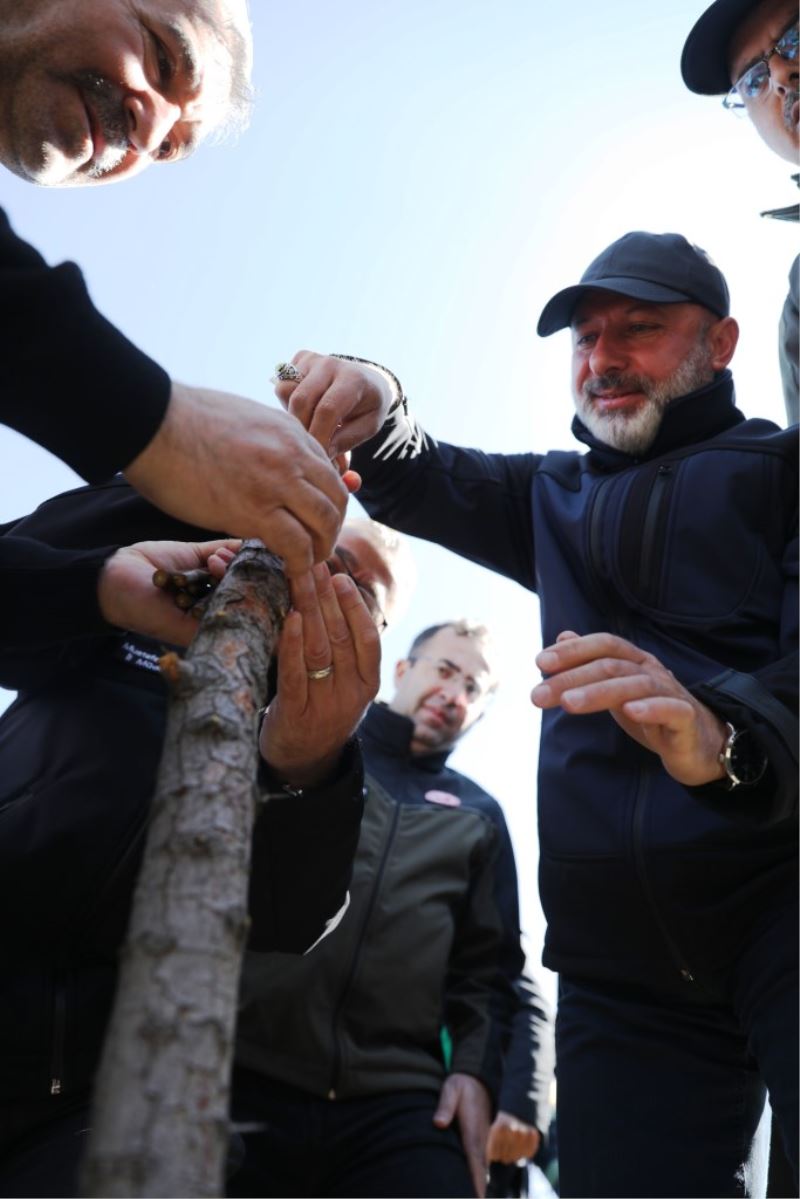 KOCASİNAN’DA YABANİ ALIÇ AĞAÇLAR, EKONOMİK DEĞERE DÖNÜŞÜYOR