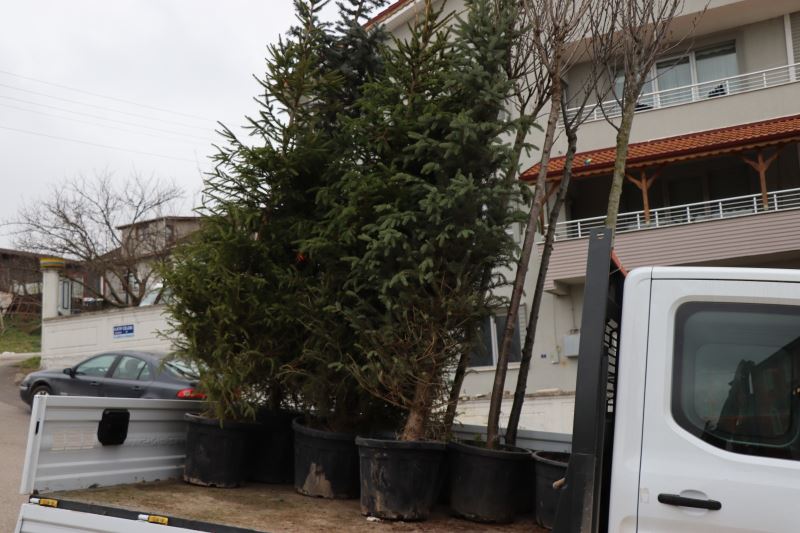 İZMİT BELEDİYESİNDEN KATİP ÇELEBİ CADDESİ’NDE AĞAÇLANDIRMA ÇALIŞMASI