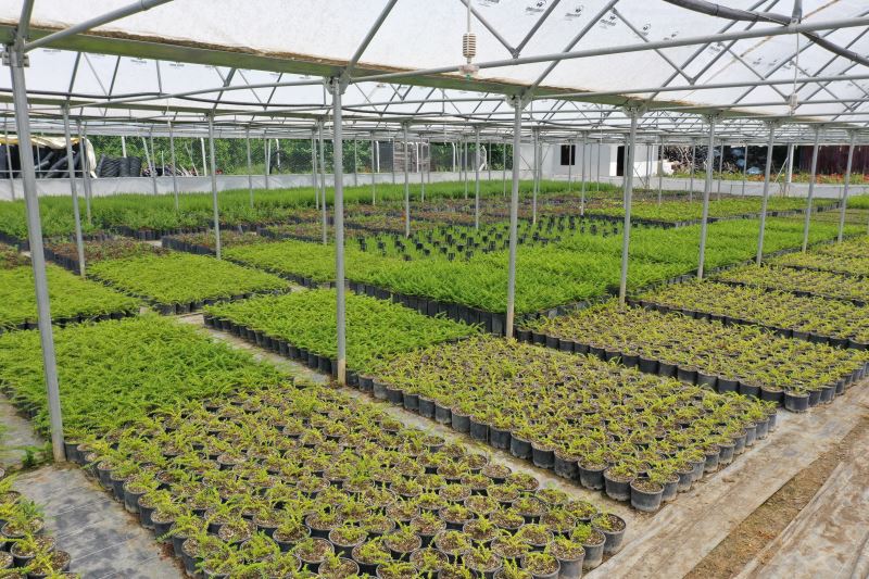 YÜZBİNLERCE BİTKİYİ GÖZÜ GİBİ BAKARAK BÜYÜTÜYORLAR