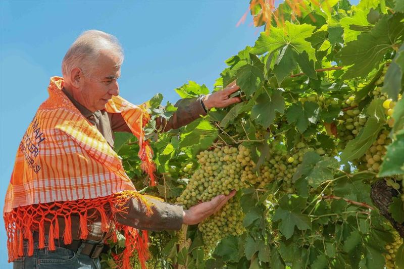 Büyükşehir destekliyor, çiftçiler daha çok kazanıyor