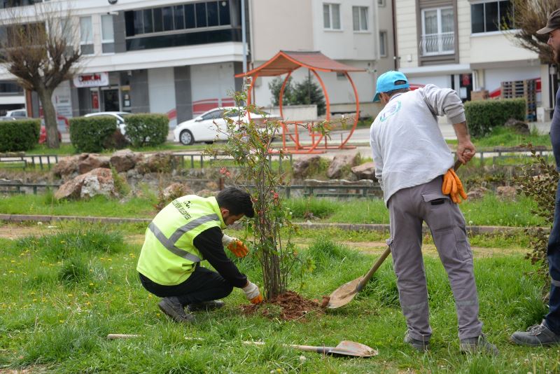 ORTA REFÜJLERDEKİ BİTKİLER YEŞİL ALANLARA DİKİLİYOR