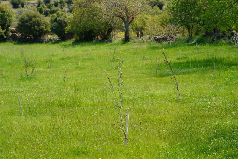 DAĞITILAN FİDANLAR TOPRAKLA BULUŞMAYA DEVAM EDİYOR