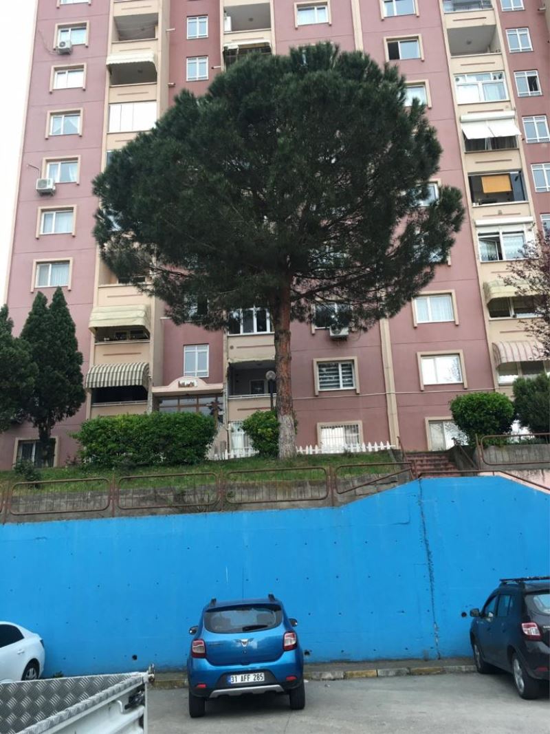 İZMİT BELEDİYESİ TEHLİKE ARZ EDEN AĞAÇLARA MÜDAHALE EDECEK