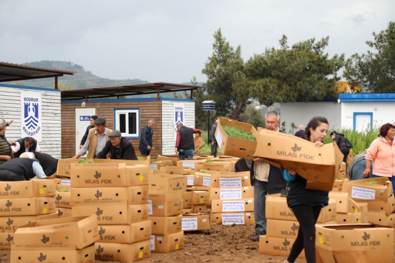 BODRUM BELEDİYESİ, 350 BİN FİDEYİ ÜRETİCİYLE BULUŞTURDU