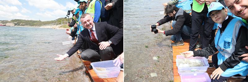 Tavşancıl sahilinden 6 bin yavru balık  İzmit Körfezine salındı