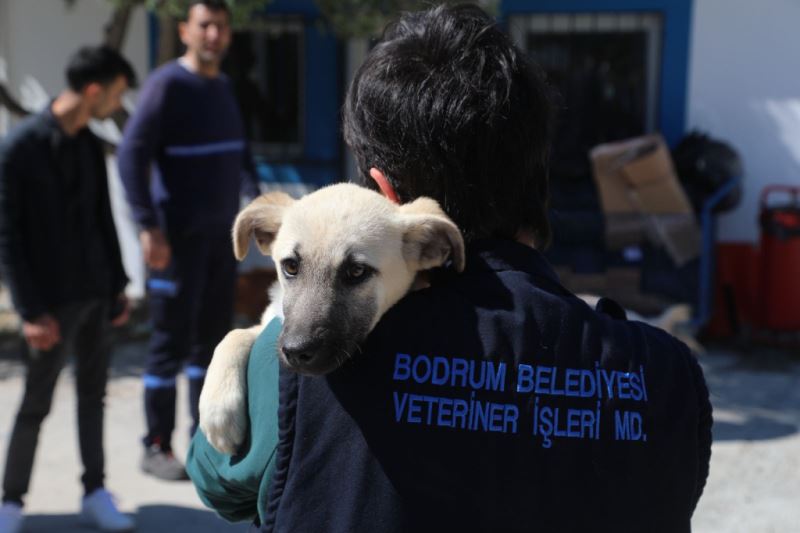 DÜNYA VETERİNER HEKİMLER GÜNÜ KUTLANDI