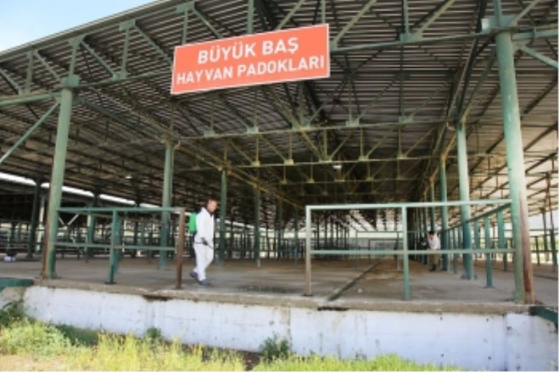 ŞAP TEHLİKESİ GEÇTİ HAYVAN PAZARI AÇILIYOR