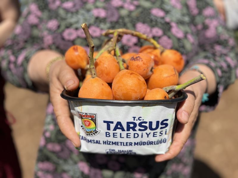 TARSUS BELEDİYESİ TARAFINDAN 2 TON YENİDÜNYA MEYVESİ HASADI GERÇEKLEŞTİRİLDİ