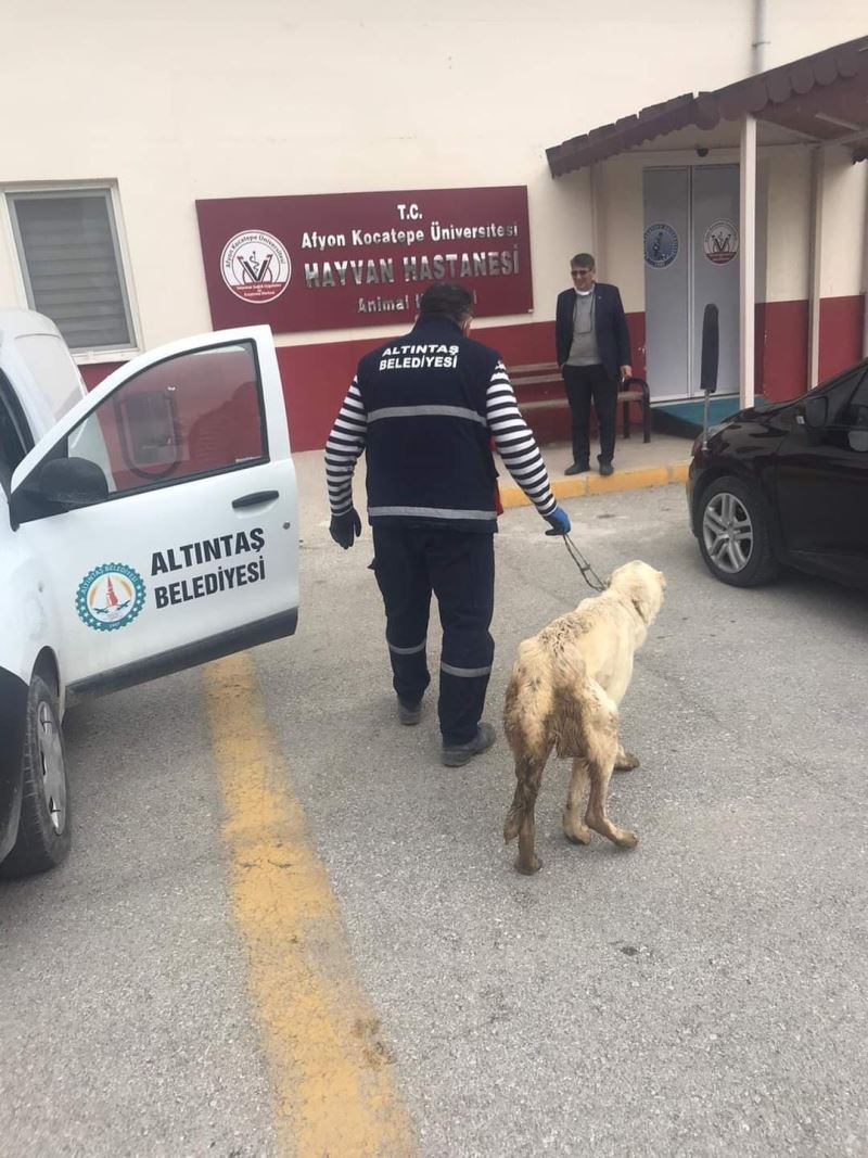 Yaralı ve hasta hayvanların rastgele yerlere bırakılmamasını, Belediyemize haber edilmesini önemle rica ediyoruz.