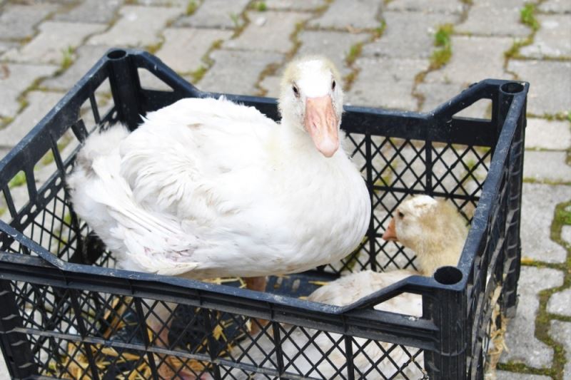30 kadın üreticiye bin 500 kaz palazı